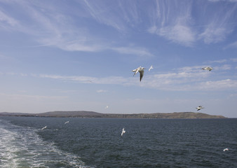 Fototapeta na wymiar Seagulls flying over the Kerch Strait. Crimea