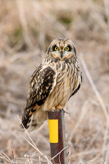  Short-eared owl 1