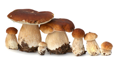 Family of white porcini. Wild Foraged Mushroom selection isolated on  background, with shadow. Boletus Edulis mushrooms over  