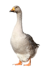 Domestic goose, Anser anser domesticus, isolated on white background