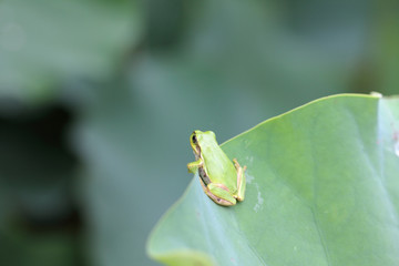 蓮の葉に止まるニホンアマガエル