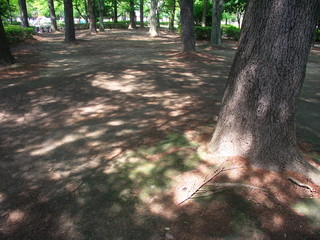 木漏れ日の公園風景