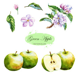 Hand-drawn watercolor illustration of the green apples. Food and botanical drawing isolated on the white background: apples, blossom, leaves, and branch.