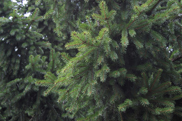 Evergreen christmas tree needles photo background. Old big bush branches