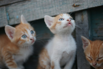 Fototapeta na wymiar Homeless Cats and kittens in an old boat in the Bulgarian town of Pomorie 