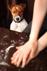 Pies w kuchni. Jack Rrussell terier kuchennym pomocnikiem - obrazy, fototapety, plakaty