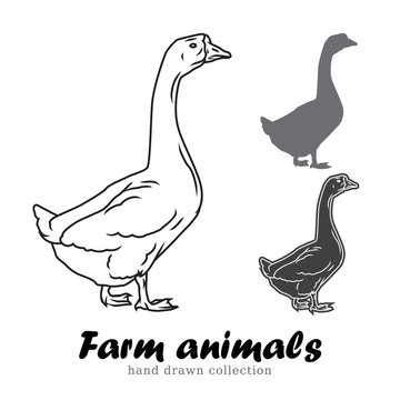 Hand drawn goose silhouette. Farm animals vector illustration. 