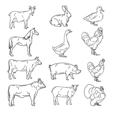 farm animals vector collection. Cow, pig, chicken, sheep, goat,