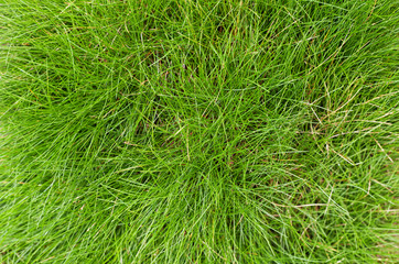Green fescue leaves (Festuca gautieri) background