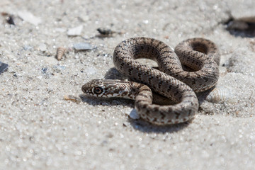 The snake basking on the sand.