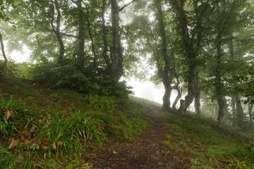 Trail in the woods vanishing in the mist