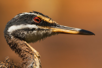 Portrait of a Sunbittern