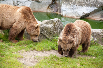 Obraz na płótnie Canvas Couple d'ours brun - Ursus arctos - en gros plan