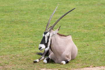 Gemsbok, oryx gazella, allongé dans l'herbe