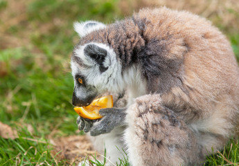 Maki catta en plein repas