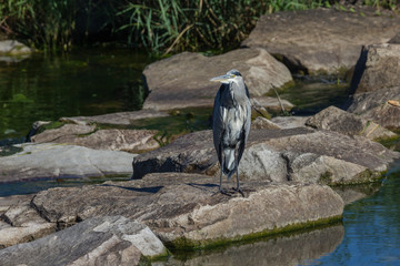 Graureiher sitzt an der Elz und wartet auf Fische