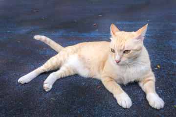 cat on ground