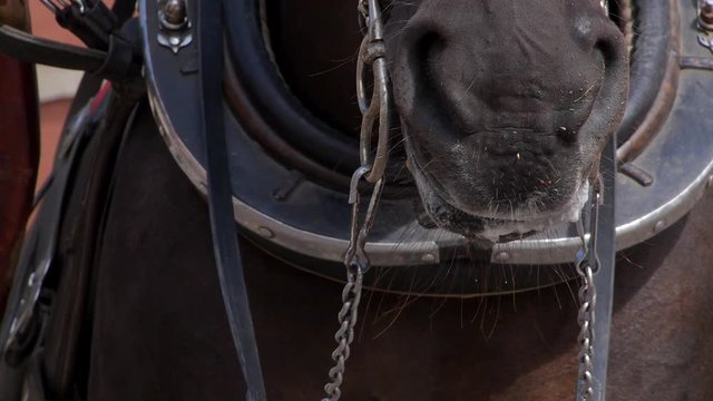 Mouth of the horse.