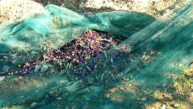Récolte des olives dans le filet