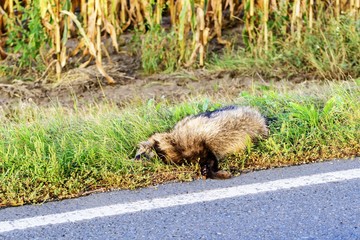 Marderhund überfahren am Strassenrand