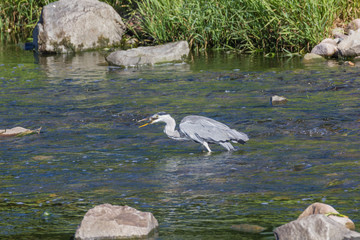 Graureiher beim Fischfang in der Elz