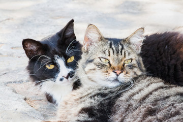 Portrait of big fluffy homeless cats laying outdoor and hugging each other. Attractive eyes, long whiskers. They need help, home, treatment, care