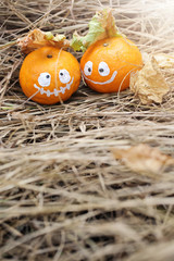 Couple of Halloween oranges, soft focus and color toned.Halloween concept background.