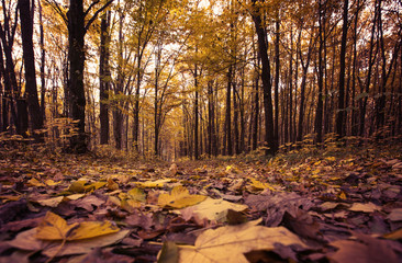 Golden autumnal forest with sunbeams