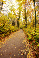 Pathway through the autumn forest