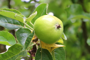 Petite pomme sur branche de pommier