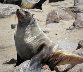 African Fur Seal