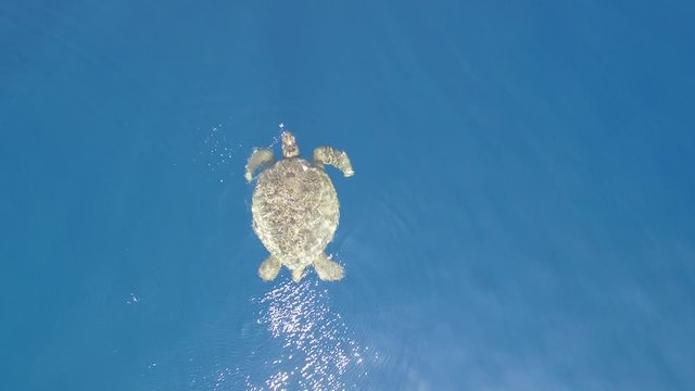 Caretta caretta turtle swimming, breathing and plunges into water going deep