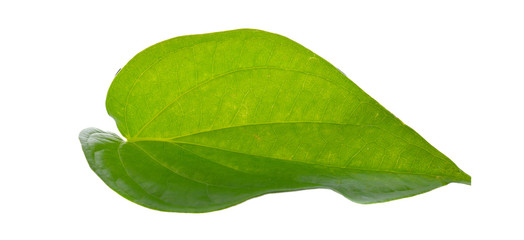 Green betel leaf isolated on the white background. This has clip