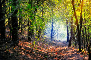 Beautiful day in the autumn forest with sun rays