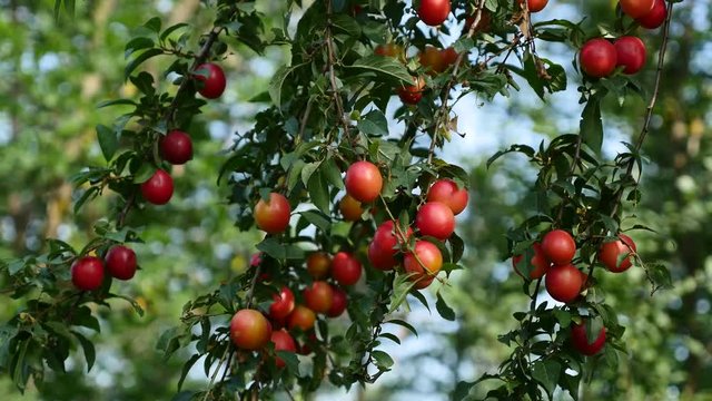 Colorful purple and red fresh Prunus salicina common plum on tree branch 4K 2160p 30fps UltraHD footage - Prunus domestica fruit pieces organic food 4K 3840X2160 UHD video 