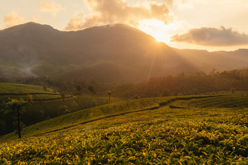 Green valleys of mountain tea plantations at sunset in Munnar