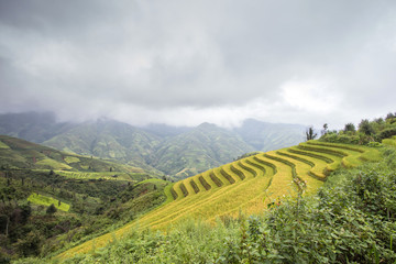 Rice fields on terraced of Ta Xua ,Son La , Vietnam