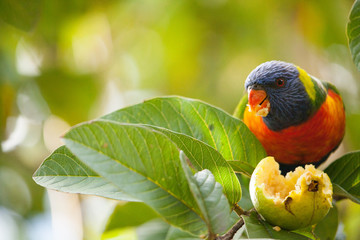 Rainbow Lorikeet feeding