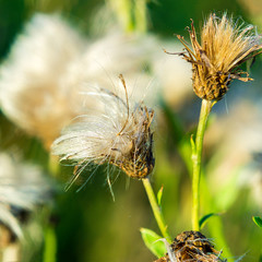 Fluffy Faded Thistle