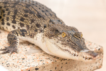 crocodile in zoo