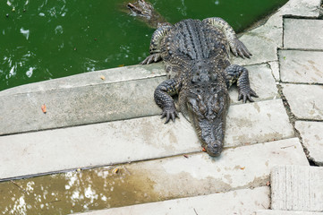 crocodile in zoo