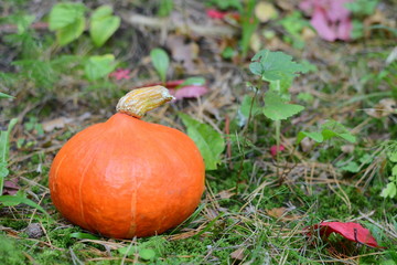 Pumpkin outdoor
