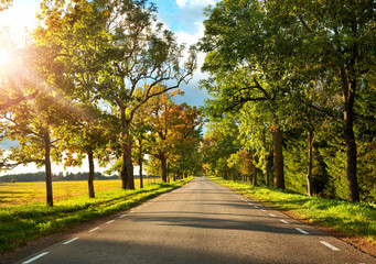Fototapeta na wymiar asphalt road with beautiful trees on the sides in autumn