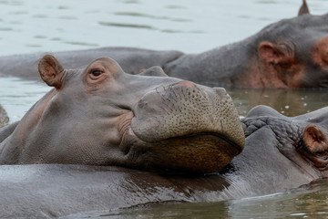 Common hippopotamus (Hippopotamus amphibius). Eastern Shores. Isimangaliso Wetland Park. KwaZulu Natal. South Africa