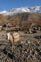 Donkey in riverbed with High Atlas Mountains. Imlil. Morocco