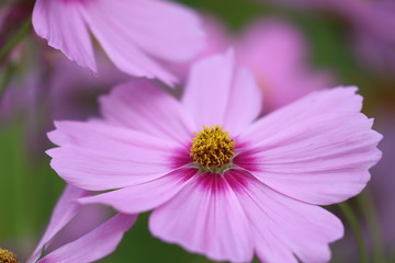 Obraz premium Schmuckkörbchen Cosmea