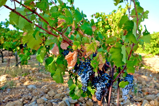 ROUTE DES VINS VAUCLUSE 2
