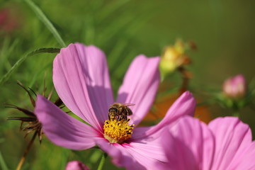 Schmuckkörbchen Cosmea