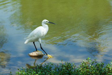 Egret walking in water