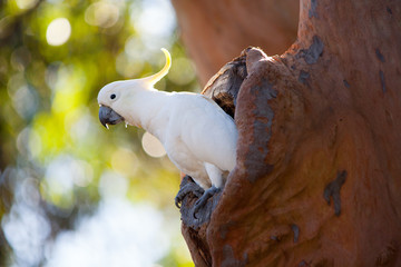 Cockatoo in tree hollow © Alexander